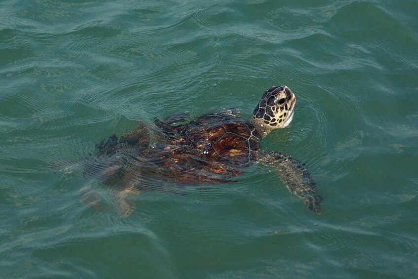 Private 3 Hour Powerboat Dolphin Cruise with Remote Beach Stop up to 6 guests 2