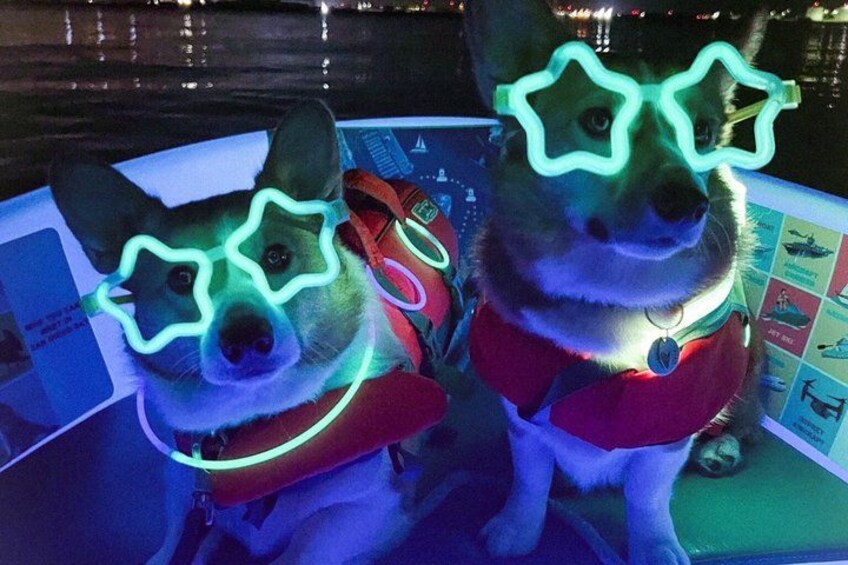 Two dogs wearing star-shaped glasses and red collars. 4