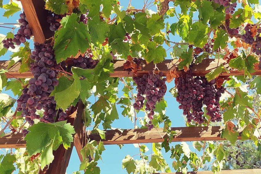 Discover the indigenous grape varieties of Cyprus 2