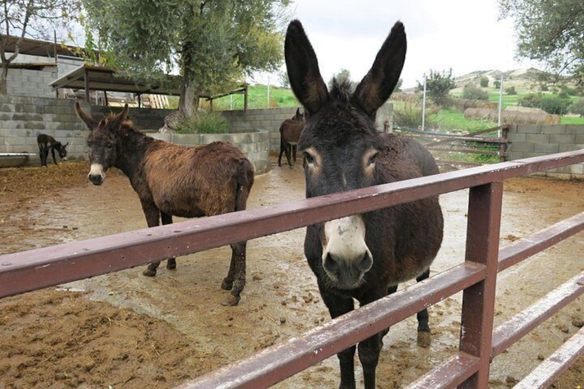 Visit a dokey park and try the products of donkey milk 5