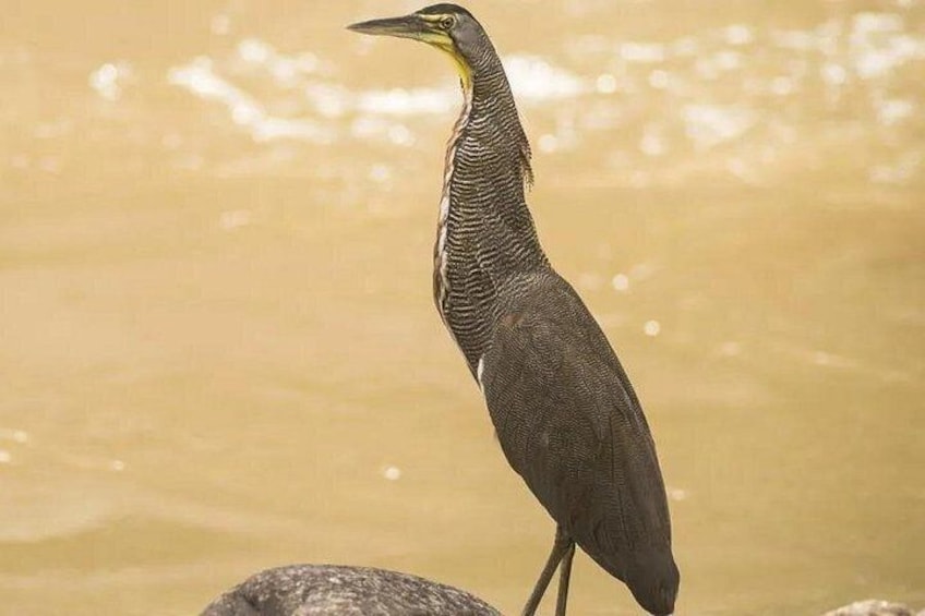 Een vogel staat op een rots bij een wateroppervlak. 3