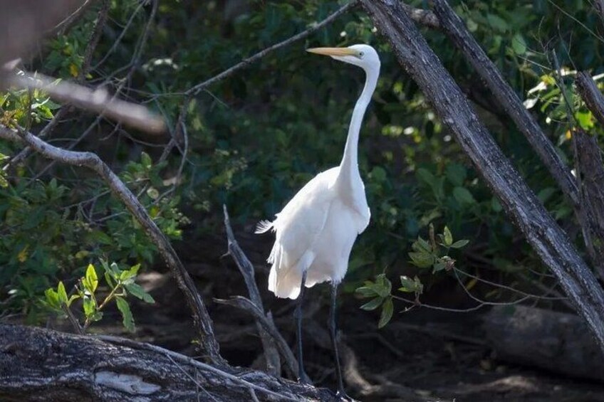 A white heron standing on a log surrounded by greenery. 4