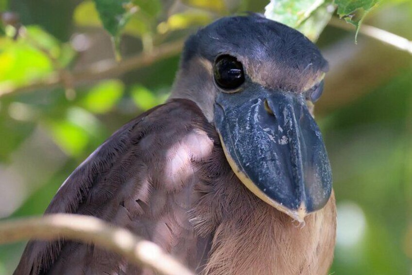A bird with a large beak, brown feathers, and a green leafy background. 2