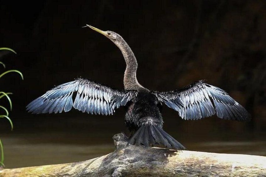 Een vogel met uitgeslagen vleugels op een boomstronk. 4
