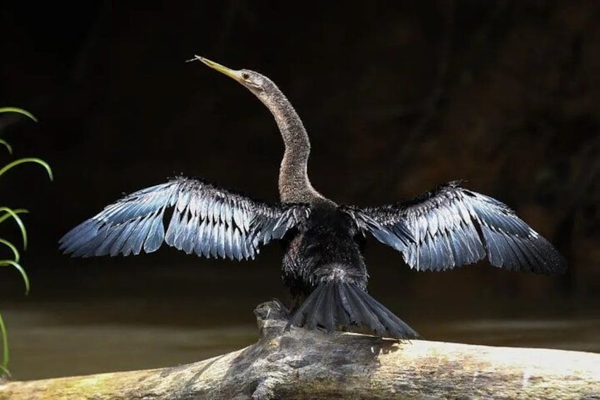 A bird with outstretched wings on a log. 5