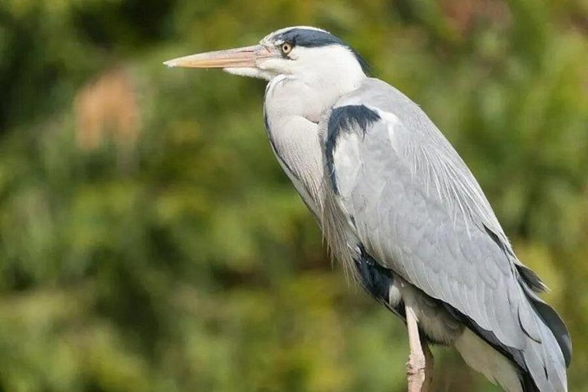 A bird with a long beak and white and grey feathers perched on a branch. 2