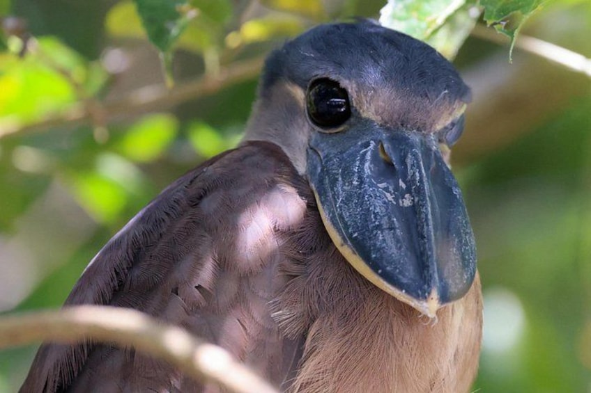 Een vogel met een grote snavel, bruine veren en een groene, bladachtige achtergrond. 5
