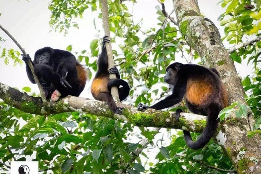 Three monkeys on a tree branch in a forest. 4