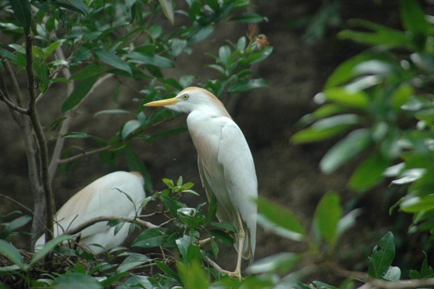 A bird perched on foliage. 3