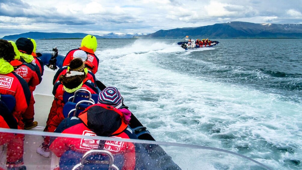 Small-Group RIB Speedboat Whale & Puffin Watching Safari