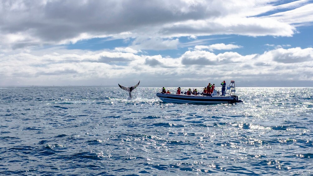 Small-Group RIB Speedboat Whale & Puffin Watching Safari