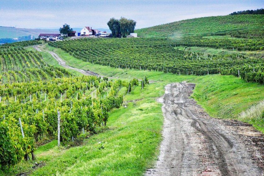 A vineyard with rows of grapevines, a dirt path, and a building in the background. 1