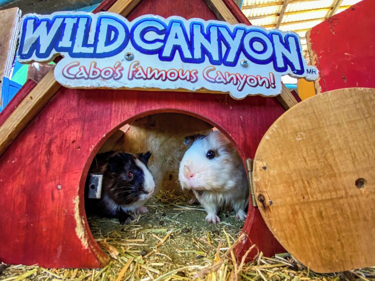 A wooden animal house with a sign reading "Wild Canyon Cabo's Famous Canyon!" 3