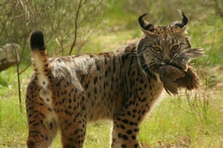 IBERIAN LYNX