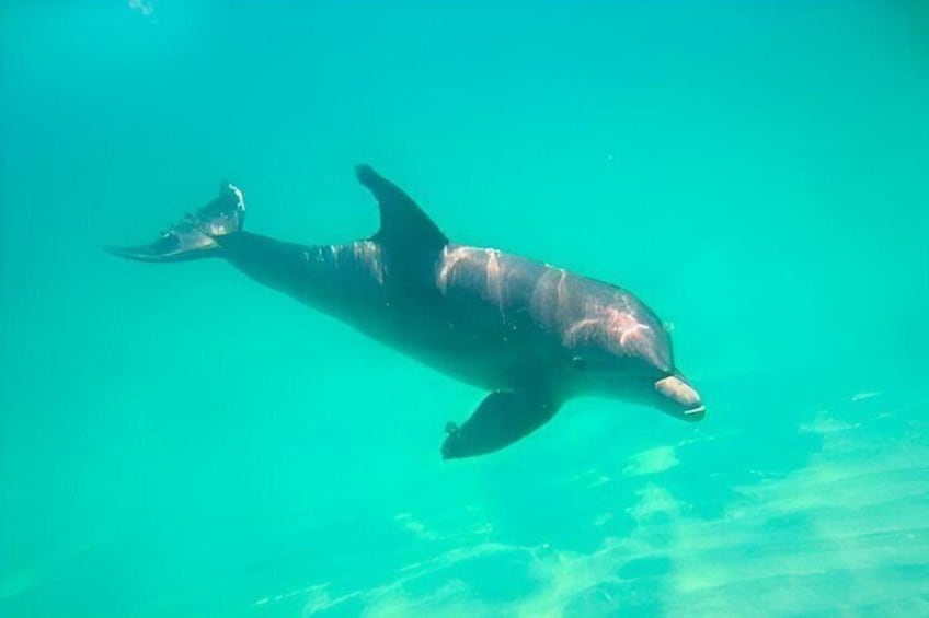 A dolphin swimming in clear turquoise water. 4