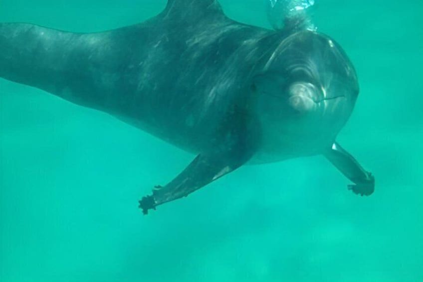 A dolphin swimming underwater. 5