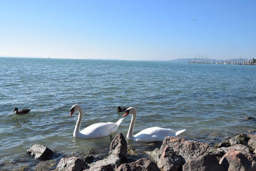 Private Lake Balaton Experience with an unforgettable Wine Tasting 2