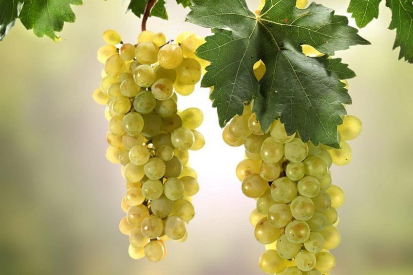 Private Lake Balaton Experience with an unforgettable Wine Tasting 2