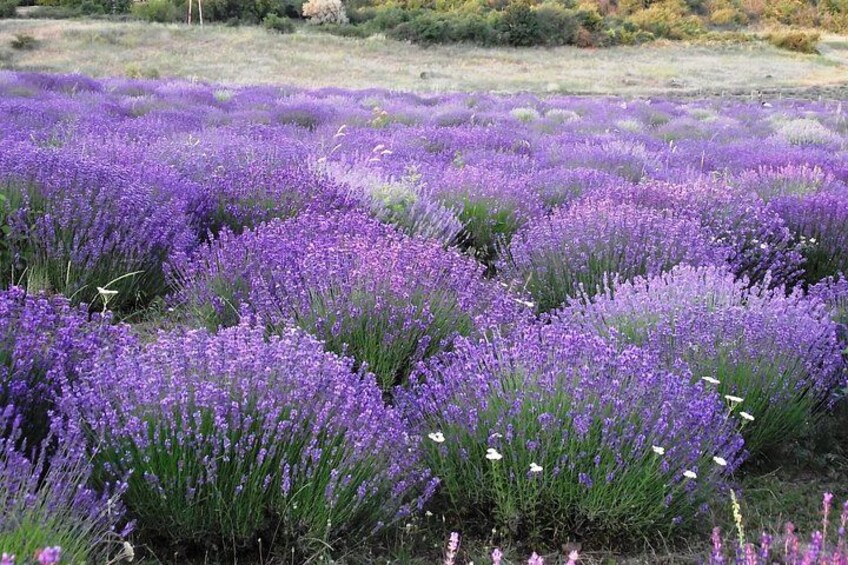 Ein Feld voller lila Lavendelblüten. 2