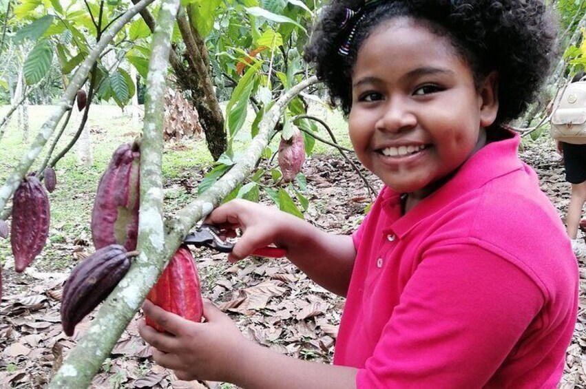 Yojoa Lake Artisan Chocolate Tour