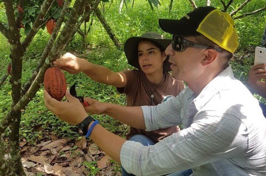 Yojoa Lake Artisan Chocolate Tour