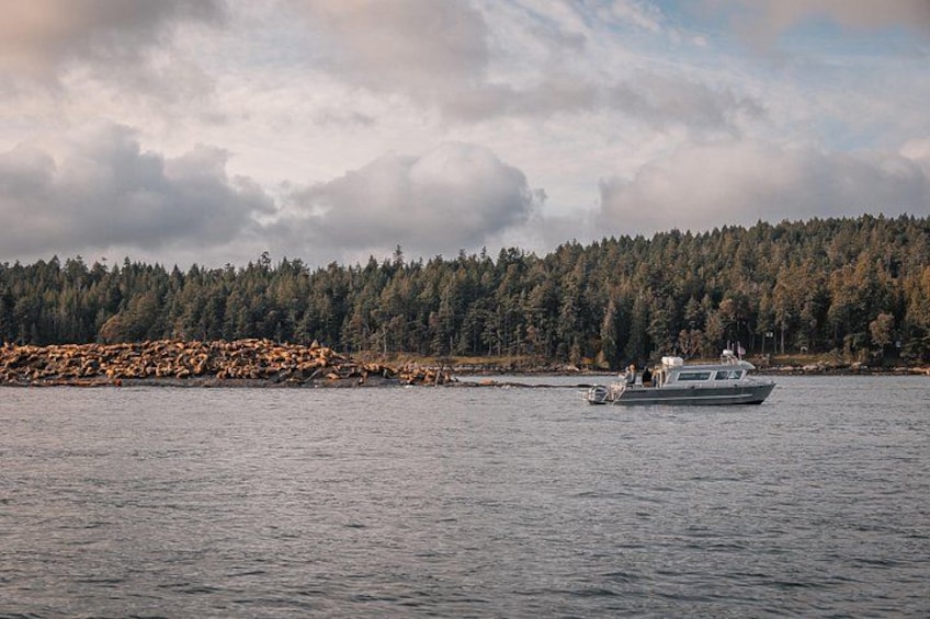 We often see haul outs full of sea lions 2