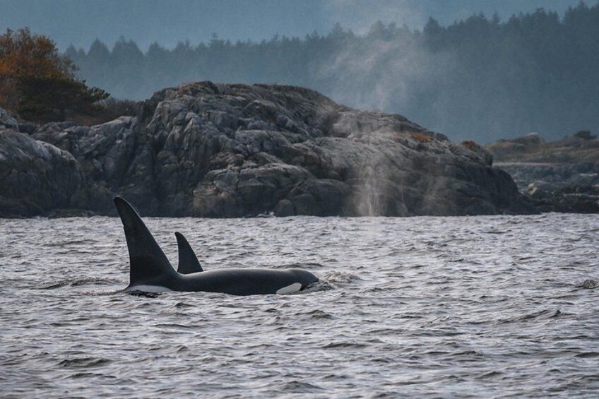 Deux orques nageant dans l’océan, avec un paysage rocheux et des arbres en arrière-plan. 4