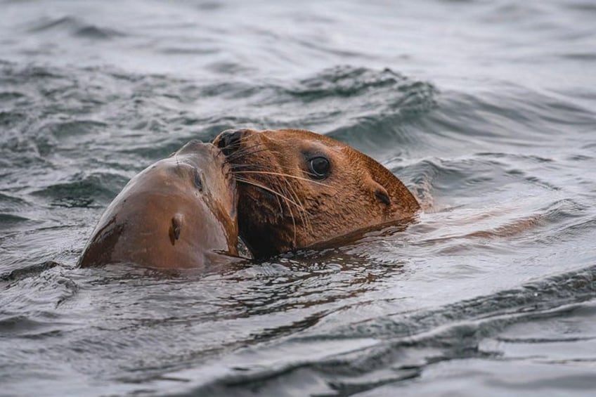 Steller's sea lions are found in our waters over the winter and fall! 2