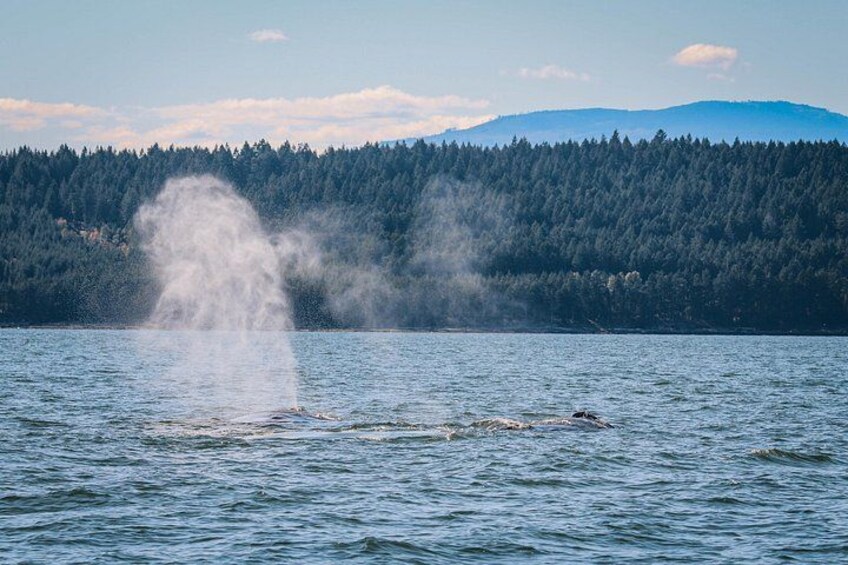 After a winter of fasting, humpback whales return to BC to feed. 3