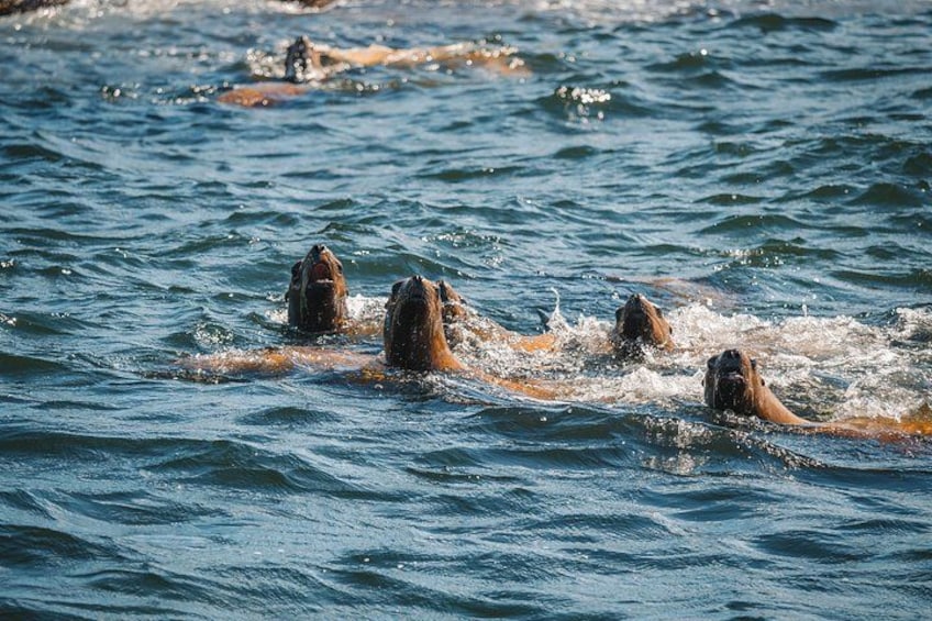 Quatre chiens nagent dans une étendue d'eau. 2