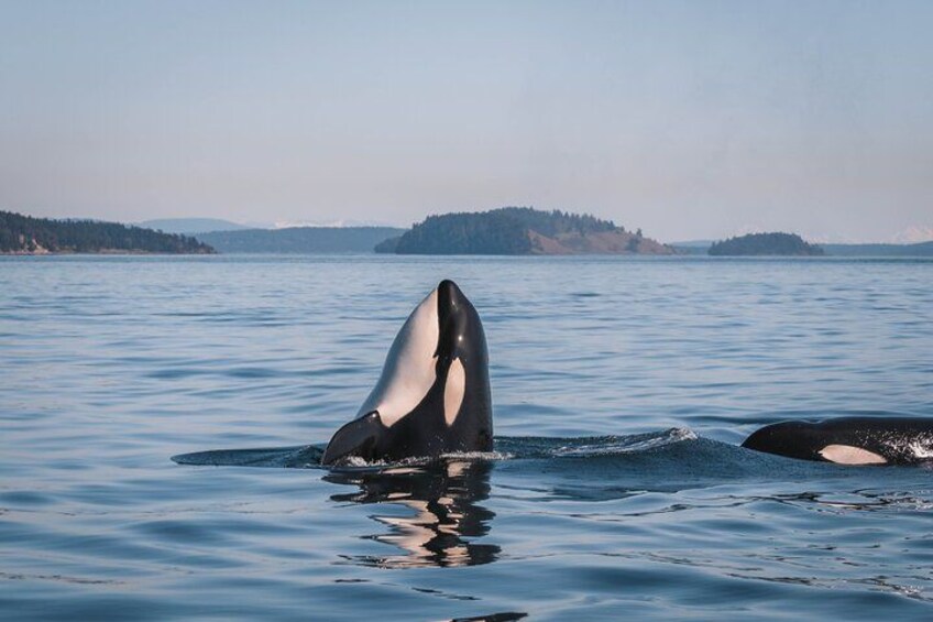Una ballena rompe la superficie del océano con la boca abierta. 4