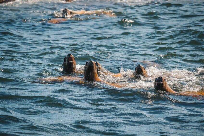 Cuatro perros nadando en el agua. 2