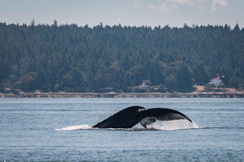 Humpback whales have return to our coast each spring and stay until the late fall 5