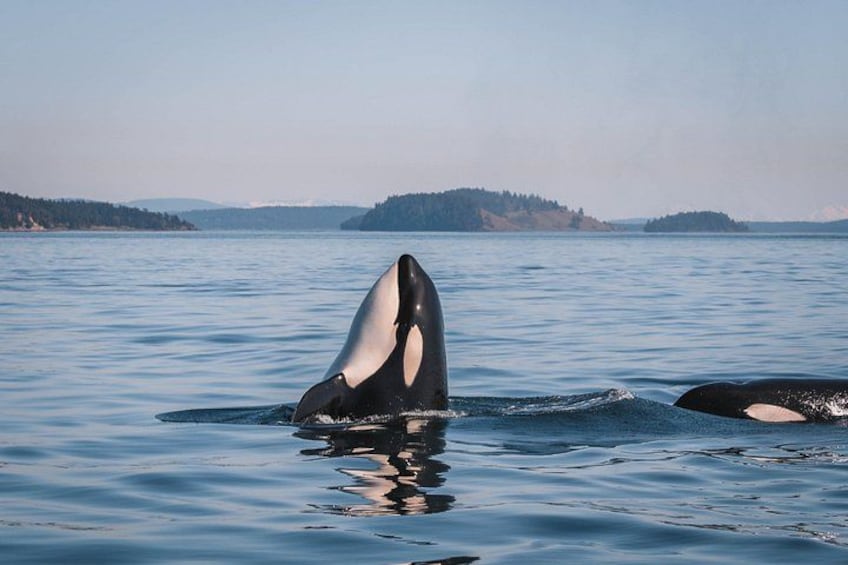 Une baleine surgissant de l’eau, offrant une vue dégagée sur le paysage environnant. 4