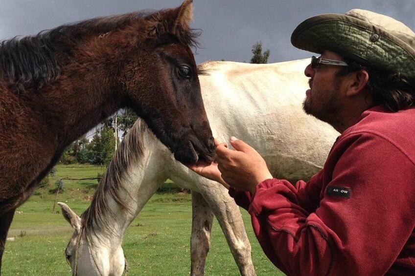 A person interacting with a horse and a cow in a grassy field. 2