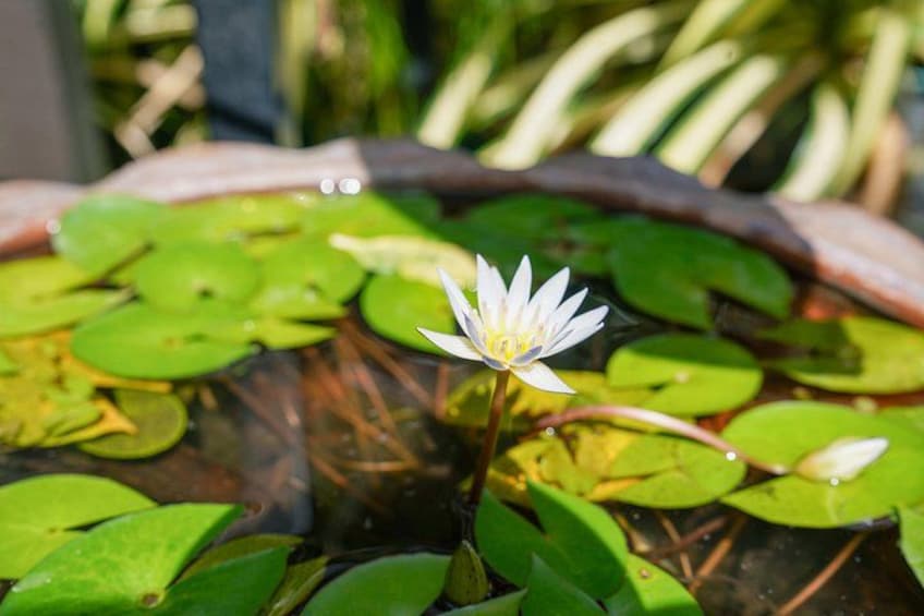 A water lily in a pond with green lily pads. 1