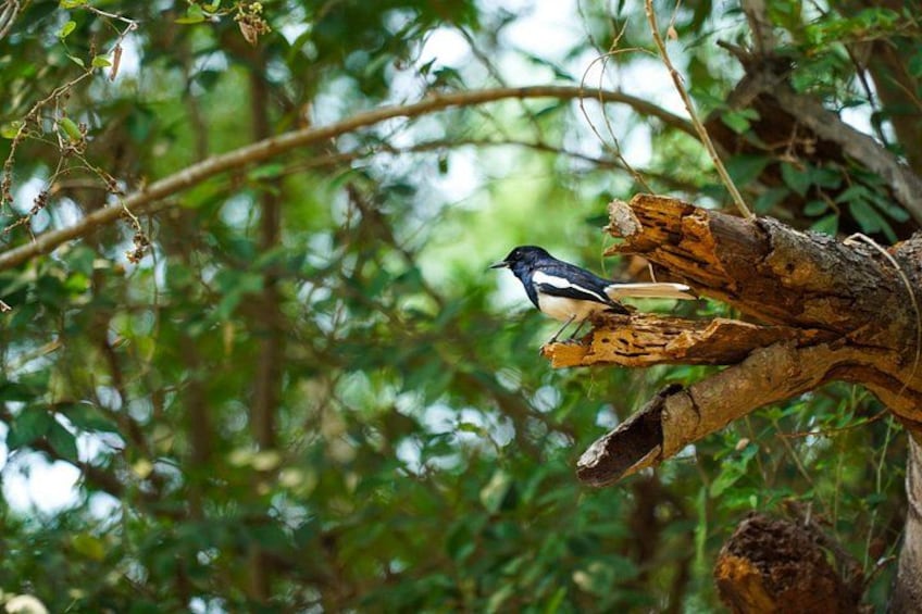 A bird perched on a tree branch with dense foliage in the background. 4