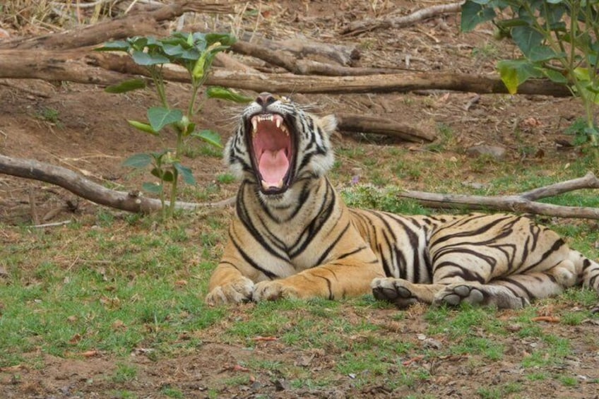 En tiger ligger på marken med öppen mun, omgiven av träd och grenar. 3