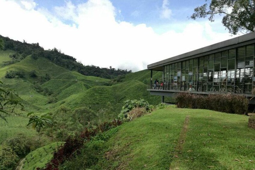 Tea Plantation at Cameron Highlands 1