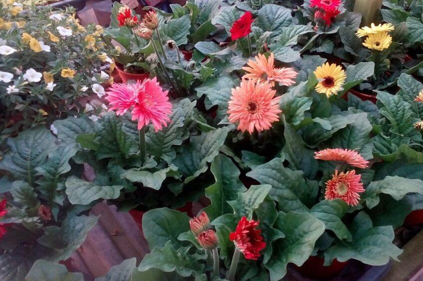 Flowers Market 5