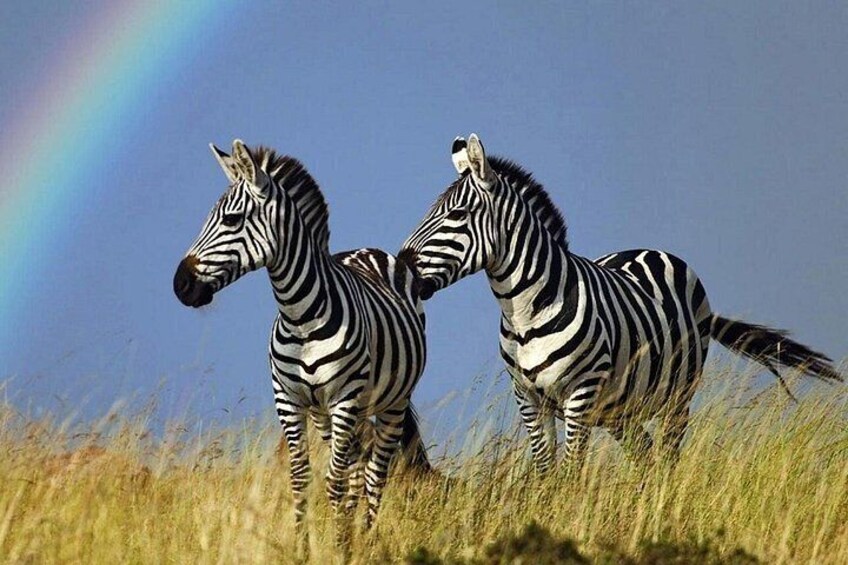 4 Day Kruger National Park and Panorama Route Safari 5