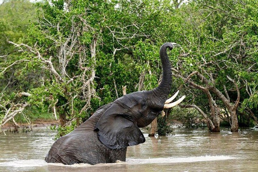 4 Day Kruger National Park and Panorama Route Safari 2