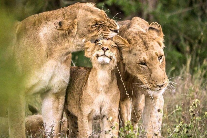 4 Day Kruger National Park and Panorama Route Safari 3