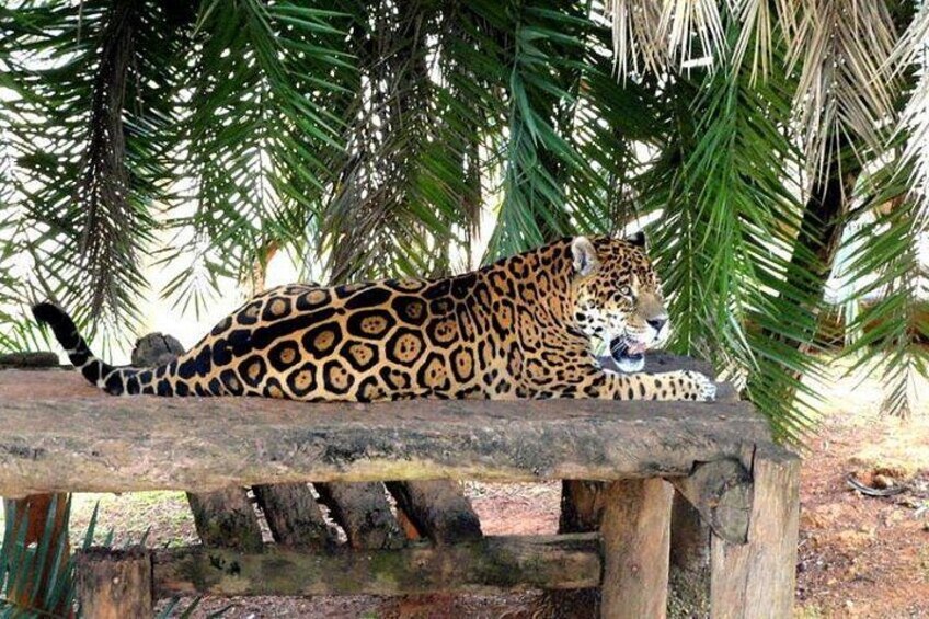 A leopard resting on a wooden bench surrounded by palm trees. 2