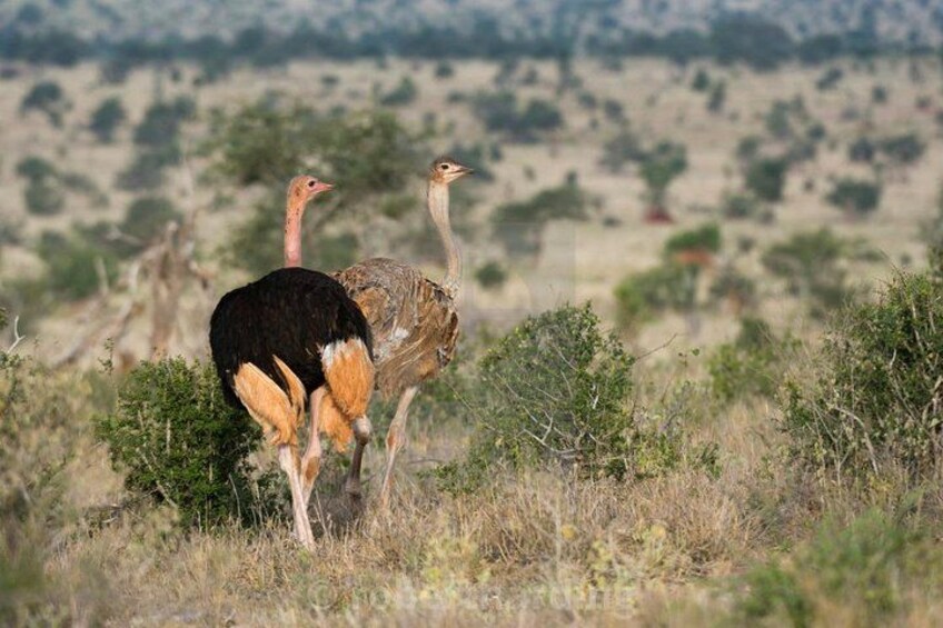 Day Trip - Tsavo East National Park Safari From Mombasa/Diani Expedition Happy Hour Ostrich 5