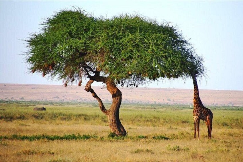 Day Trip - Tsavo East National Park ( Man Eater Lions of Tsavo & Other Big Five) 5