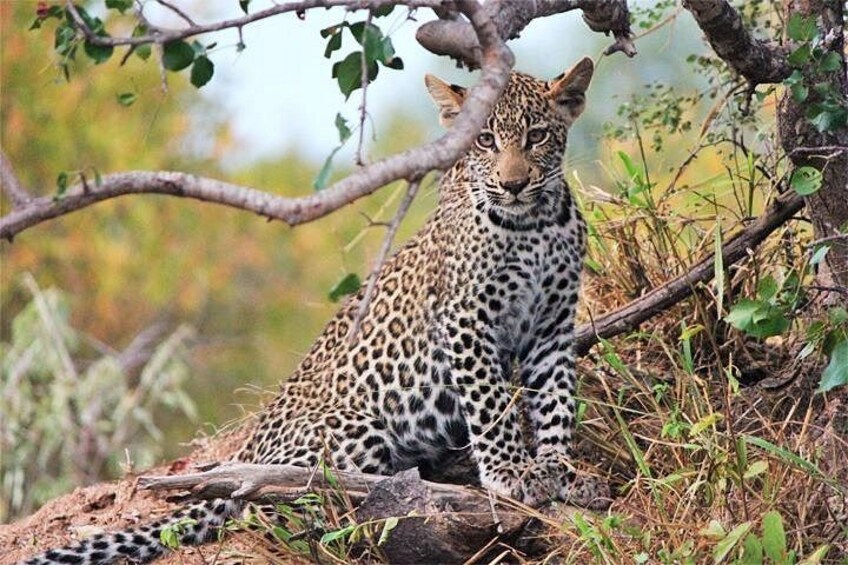 Day Trip - Tsavo East National Park ( Man Eater Lions of Tsavo & Other Big Five) 4