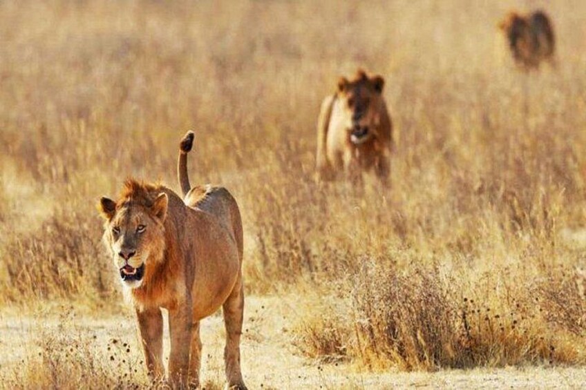 Day Trip - Tsavo East National Park Safari From Mombasa/Diani Expedition Happy Hour Lions 1
