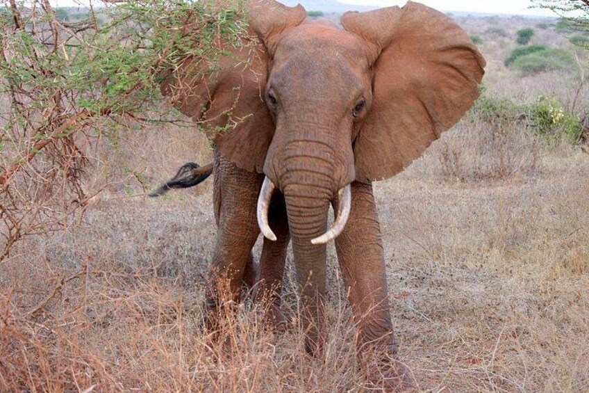 Day Trip - Tsavo East National Park Safari From Mombasa/Diani Expedition Happy Hour Elephant 3