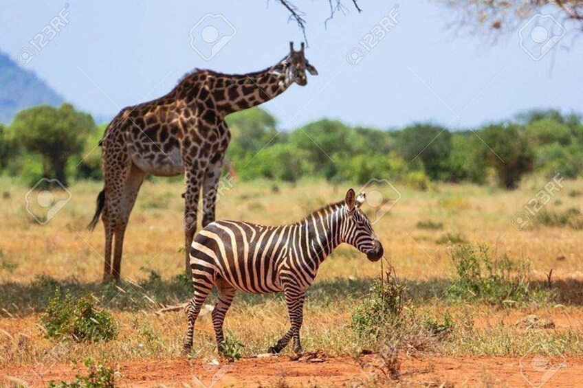 Day Trip - Tsavo East National Park Safari From Mombasa/Diani Expedition Happy Hour Zibra 2